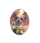 チワワのピノ君スタンプ01（個別スタンプ：13）