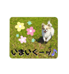 チワワのピノ君スタンプ01（個別スタンプ：16）