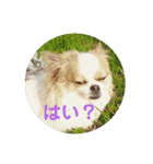 チワワのピノ君スタンプ01（個別スタンプ：17）