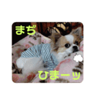 チワワのピノ君スタンプ01（個別スタンプ：20）