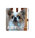 チワワのピノ君スタンプ01（個別スタンプ：21）