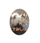チワワのピノ君スタンプ01（個別スタンプ：23）