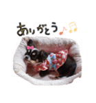チワワのトロロとたまにパンちゃん（個別スタンプ：6）