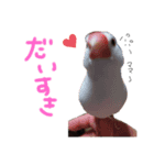 チワワのトロロとたまにパンちゃん（個別スタンプ：7）