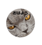 にゃんともかんとも（個別スタンプ：1）