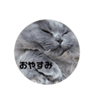 にゃんともかんとも（個別スタンプ：4）