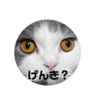 にゃんともかんとも（個別スタンプ：5）