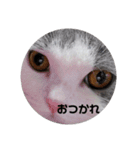 にゃんともかんとも（個別スタンプ：7）
