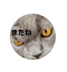 にゃんともかんとも（個別スタンプ：8）