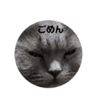 にゃんともかんとも（個別スタンプ：10）