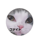 にゃんともかんとも（個別スタンプ：11）