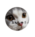 にゃんともかんとも（個別スタンプ：12）