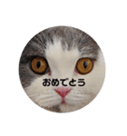 にゃんともかんとも（個別スタンプ：13）