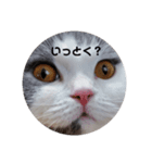 にゃんともかんとも（個別スタンプ：14）