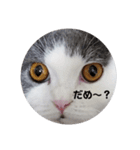 にゃんともかんとも（個別スタンプ：16）