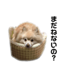 ユーザー目線のポメラニアン（個別スタンプ：1）