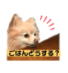 ユーザー目線のポメラニアン（個別スタンプ：7）
