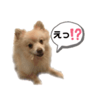 ユーザー目線のポメラニアン（個別スタンプ：8）