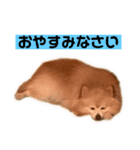 ユーザー目線のポメラニアン（個別スタンプ：9）