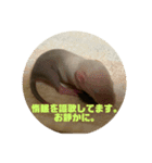 可愛げのないファンシー ラット第1弾（個別スタンプ：1）