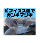 可愛げのないファンシー ラット第1弾（個別スタンプ：3）