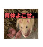 可愛げのないファンシー ラット第1弾（個別スタンプ：4）