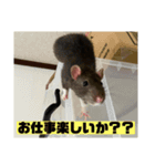 可愛げのないファンシー ラット第1弾（個別スタンプ：6）