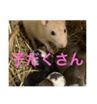 可愛げのないファンシー ラット第1弾（個別スタンプ：7）