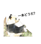 動物園の愉快な仲間たち1（個別スタンプ：4）