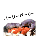 動物園の愉快な仲間たち1（個別スタンプ：39）