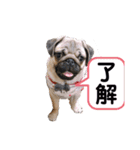 パグ犬小鉄（個別スタンプ：1）