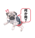 パグ犬小鉄（個別スタンプ：9）