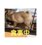 パグ犬小鉄（個別スタンプ：12）