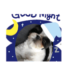 シーズーこてつ（個別スタンプ：1）