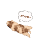 シーズーのリルちゃん（個別スタンプ：8）