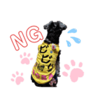 シュナライフ（個別スタンプ：6）