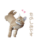 猫写真スタンプ❤️保護猫達の日常会話（個別スタンプ：7）
