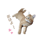 猫写真スタンプ❤️保護猫達の日常会話（個別スタンプ：9）