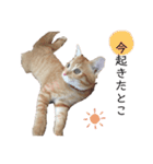 猫写真スタンプ❤️保護猫達の日常会話（個別スタンプ：10）