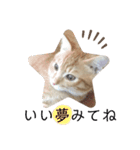 猫写真スタンプ❤️保護猫達の日常会話（個別スタンプ：11）