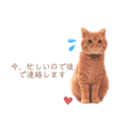 猫写真スタンプ❤️保護猫達の日常会話（個別スタンプ：13）