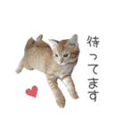 猫写真スタンプ❤️保護猫達の日常会話（個別スタンプ：18）