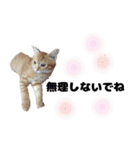 猫写真スタンプ❤️保護猫達の日常会話（個別スタンプ：19）