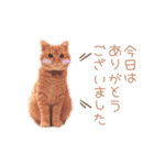 猫写真スタンプ❤️保護猫達の日常会話（個別スタンプ：24）