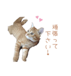 猫写真スタンプ❤️保護猫達の日常会話（個別スタンプ：29）