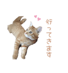猫写真スタンプ❤️保護猫達の日常会話（個別スタンプ：31）