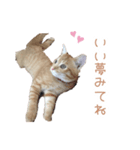 猫写真スタンプ❤️保護猫達の日常会話（個別スタンプ：32）