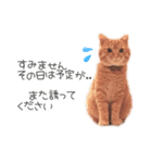 猫写真スタンプ❤️保護猫達の日常会話（個別スタンプ：34）
