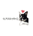 猫写真スタンプ❤️保護猫達の日常会話（個別スタンプ：36）