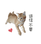猫写真スタンプ❤️保護猫達の日常会話（個別スタンプ：37）